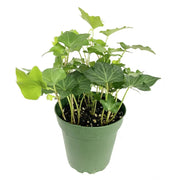 English Ivy, Flat